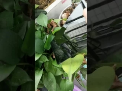 Tinta em pó preta super brilhante